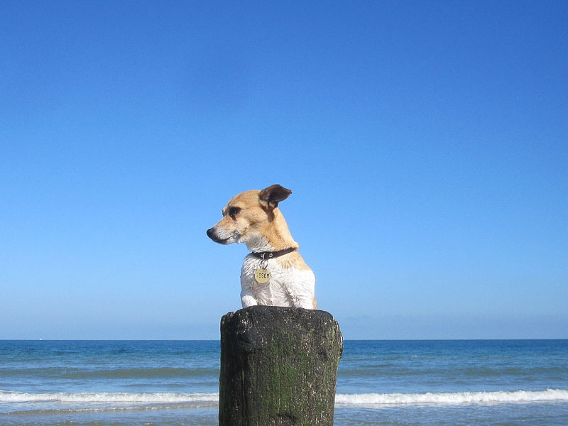 jack russell terrier wesen züchter - Hunde123.de