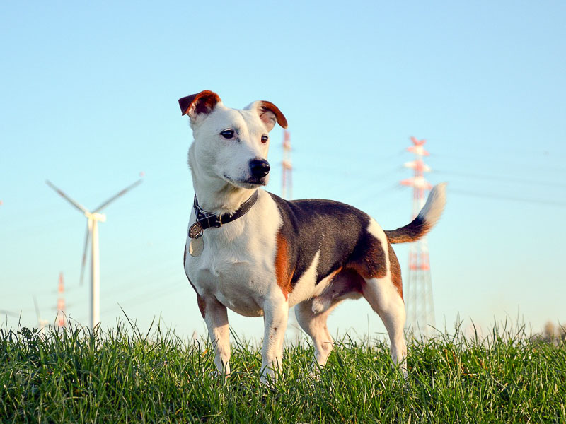 jack-russell größe hunde - Hunde123.de