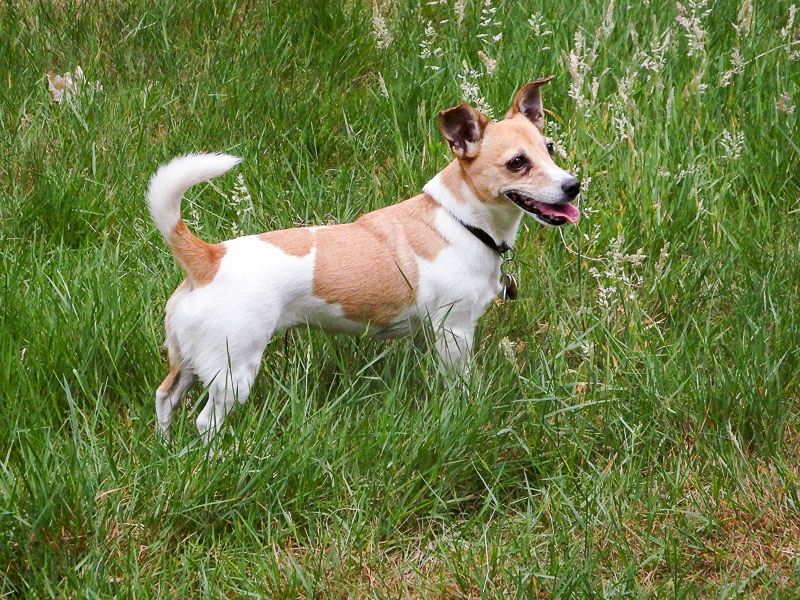 jack russell terrier eigenschaften bilder - Hunde123.de