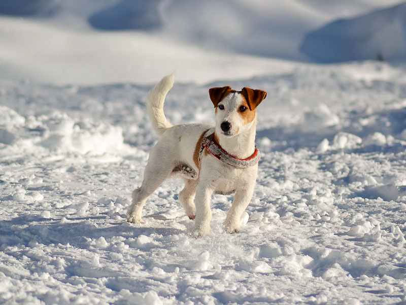 wie alt werden jack russell terrier wesen - Hunde123.de