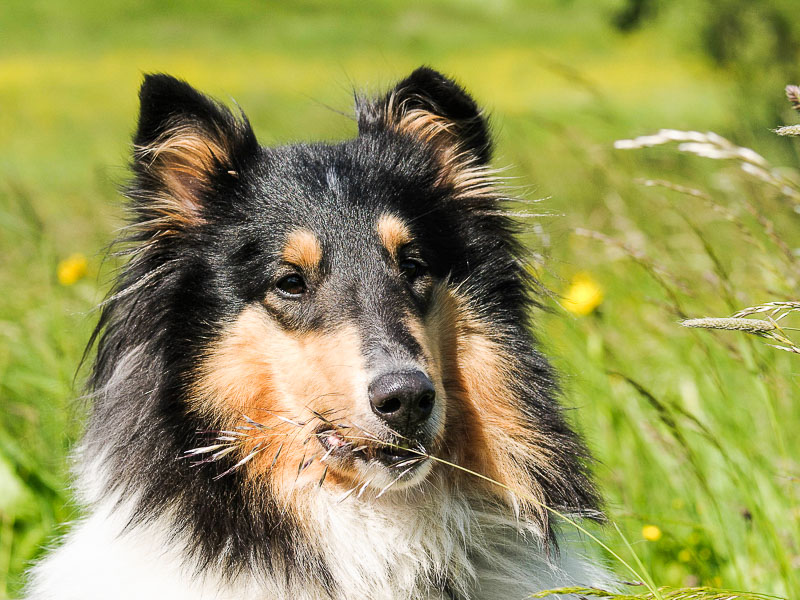 langhaarcollie charakter wesen - Hunde123.de Hunderassen