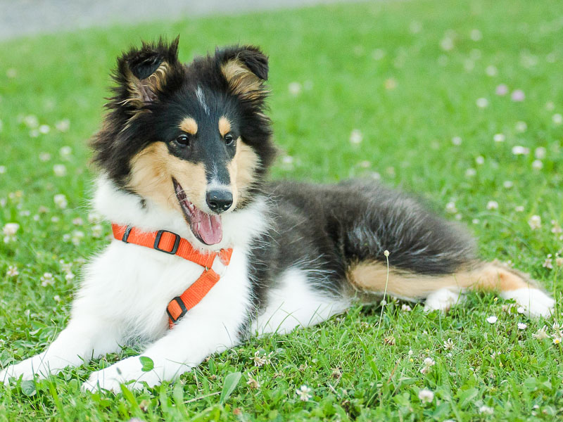 langhaar collie welpen kaufen züchter - Hunde123.de Hunderassen