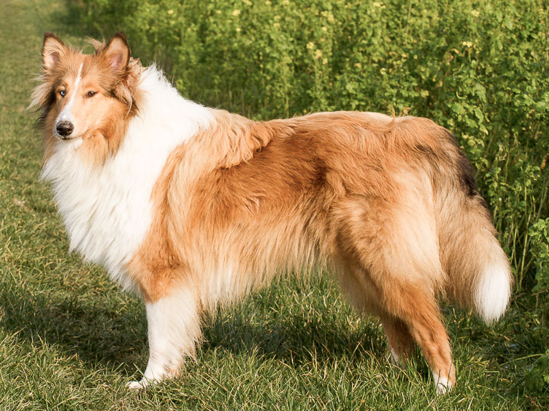 collie lassie bilder haltung - Hunde123.de Hunderassen