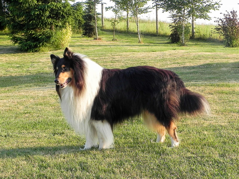 langhaar collie wesen haltung - Hunde123.de Hunderassen