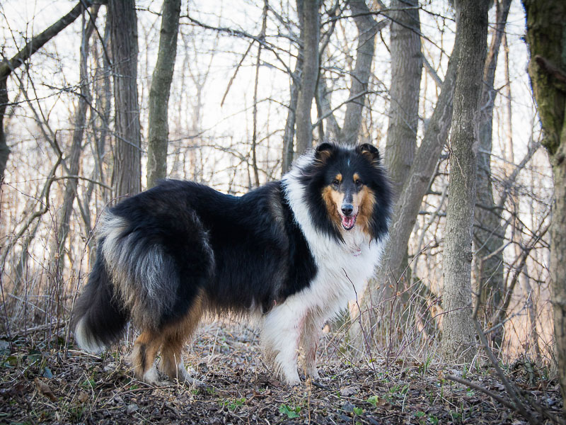 Langhaarcollie wesen erziehung familienhund - Hunde123.de