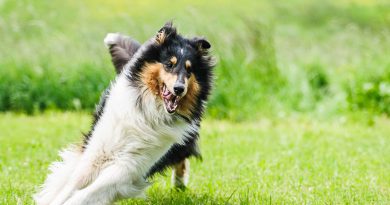 langhaarcollie hundeprofil mit bildern - Hunde123.de Hunderassen