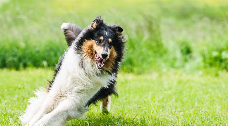 langhaarcollie hundeprofil mit bildern - Hunde123.de Hunderassen