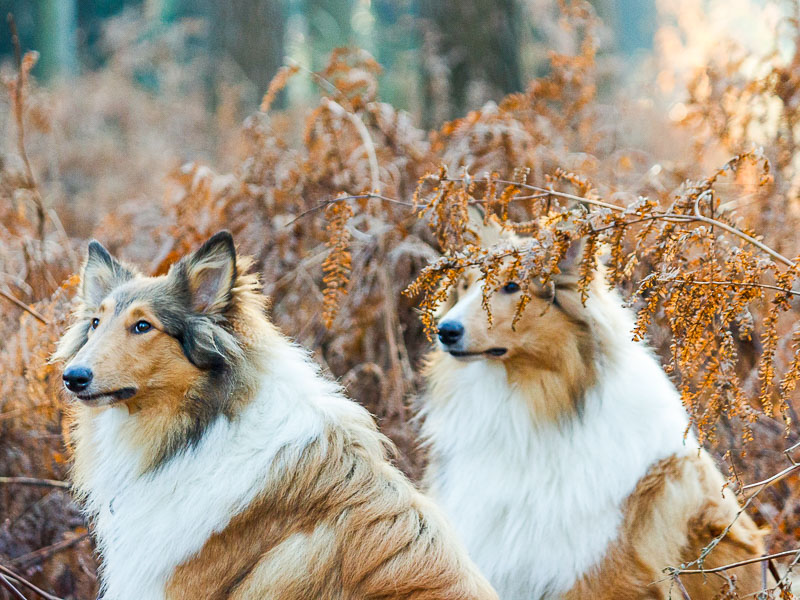 Langhaarcollie information wesen - Hunde123.de Hunderassen