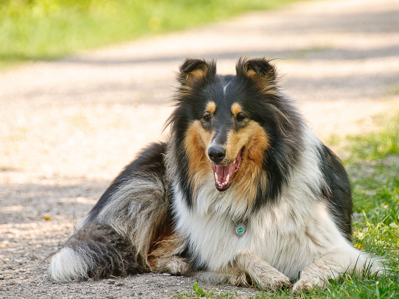 langhaar collie hundesport fellpflege erziehung - Hunde123.de Hunderassen