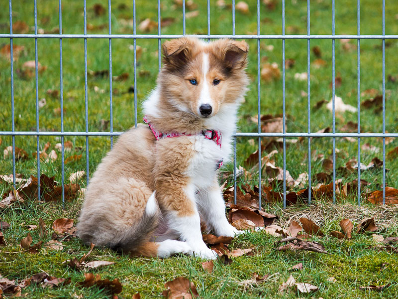 langhaarcollie welpen kaufen - Hunde123.de Hunderassen