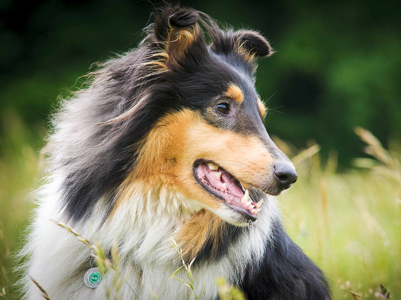 Hunderasse Collie Langhaar Information kaufen - Hunde123.de Hunderassen