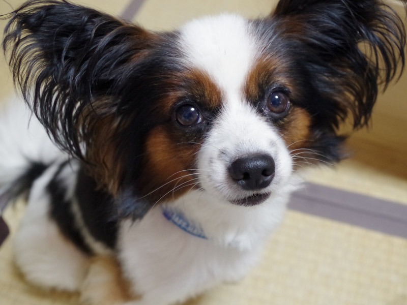 papillon charakter wesen - Hunde123.de Hunderassen