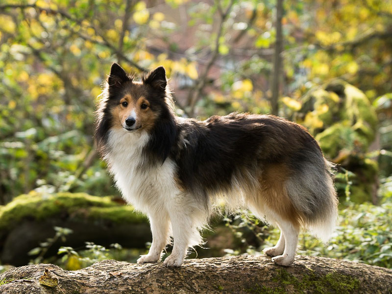 Shetland sheepdog kaufen - Hunde123.de