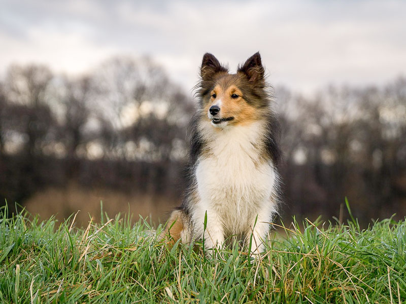 Sheltie temperament collie - Hunde123.de