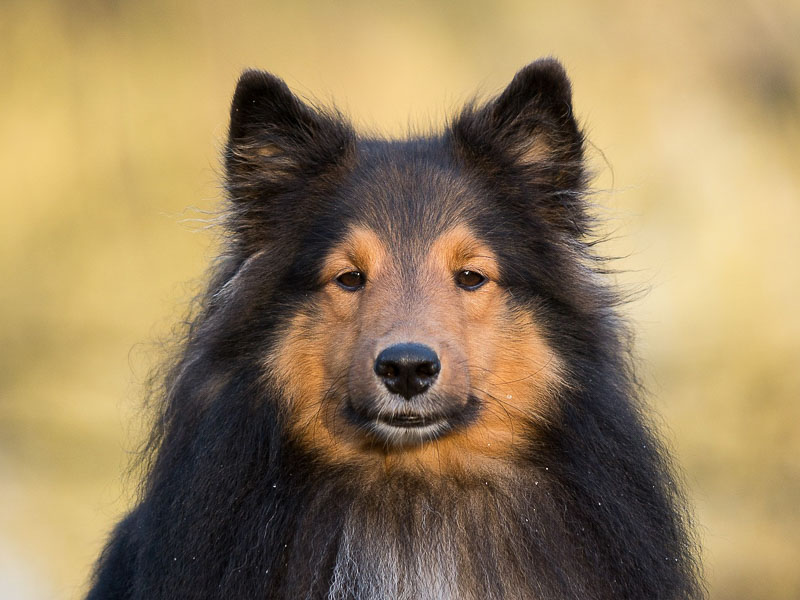 familienhund collie sheltie kaufen - - Hunde123.de