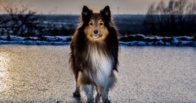 Sheltie Shetland Sheepdog temperament hunderasse mit bild - Hunde123.de