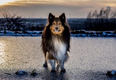 Sheltie Shetland Sheepdog temperament hunderasse mit bild - Hunde123.de