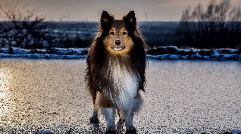 Sheltie Shetland Sheepdog temperament hunderasse mit bild - Hunde123.de