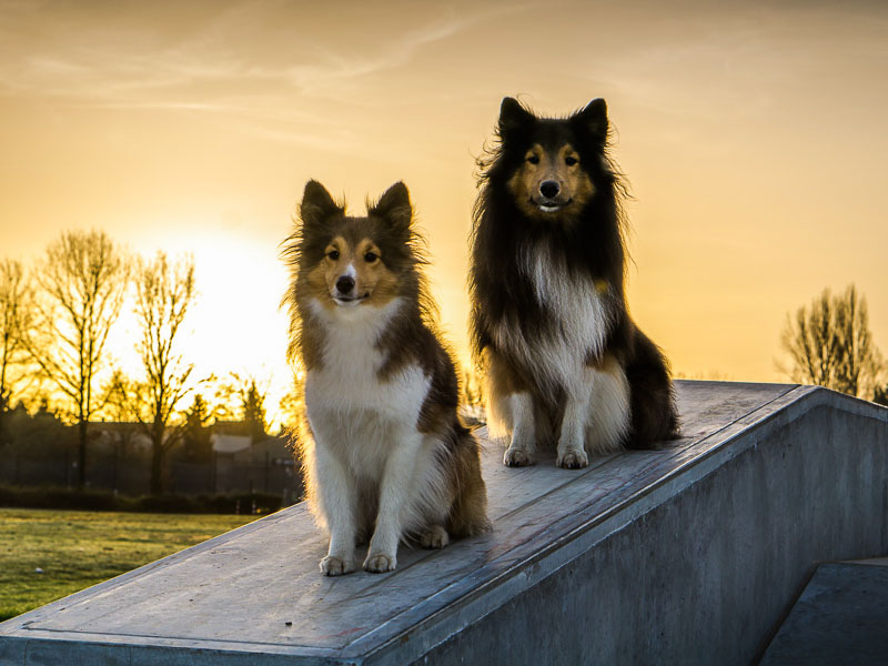 sheltie collie hunde gewicht größe info - Hunde123.de