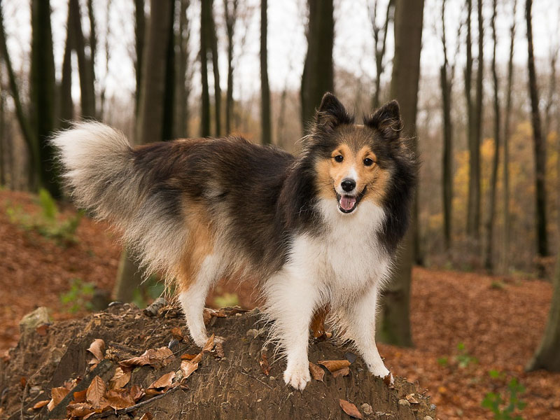 Shetland sheepdog erziehung - Hunde123.de