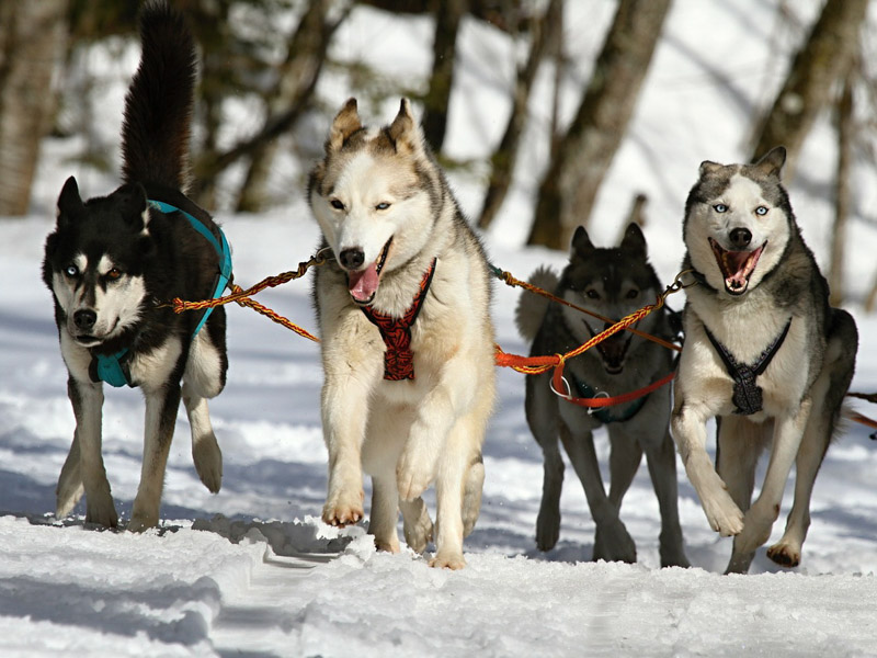Siberian Husky information sport - Hunde123.de Hunderassen