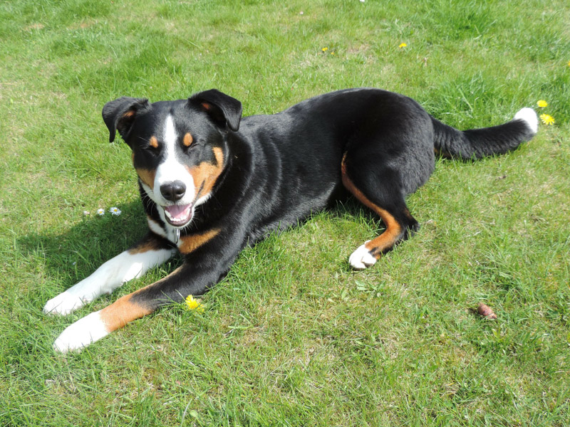 Appenzeller Sennenhund Krankheiten haltung - Hunde123.de Hunderassen