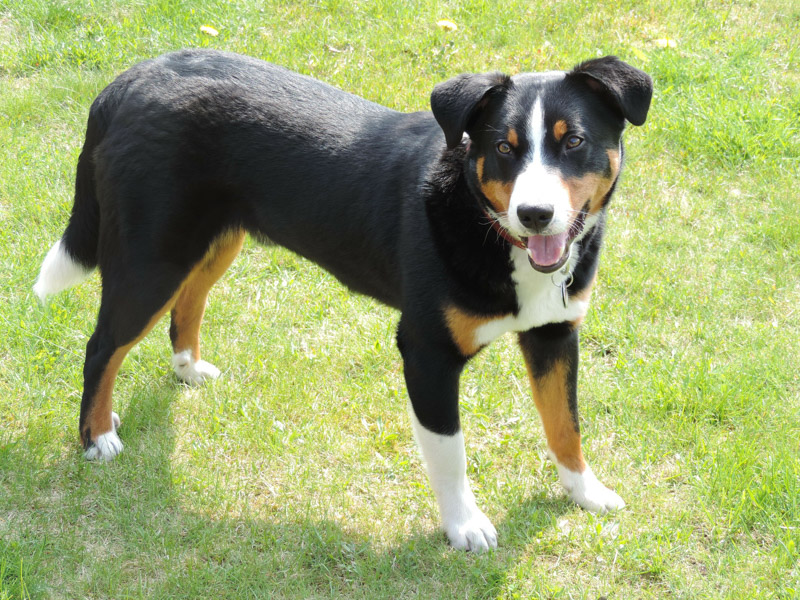 Appenzell Mountain Dog - Hunde123.de Hunderasse