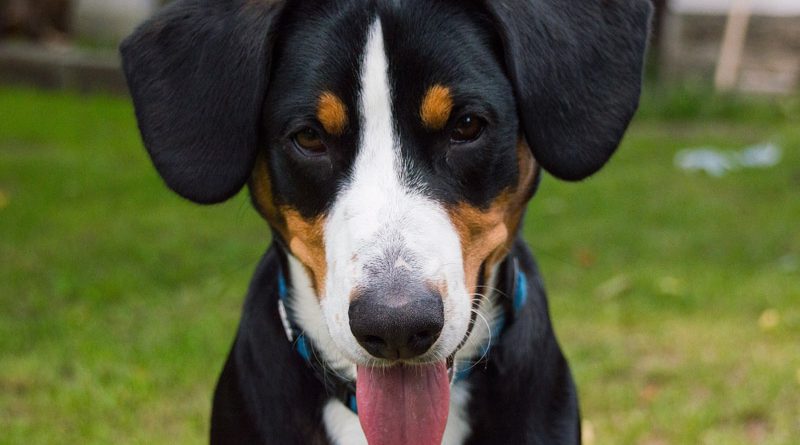 Hunderasse Appenzeller Sennenhund Information kaufen - Hunde123.de