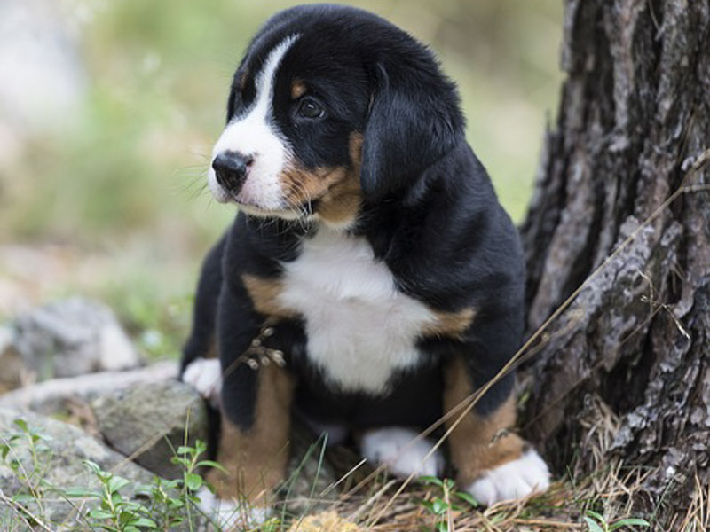 Appenzeller Sennenhund Welpe erziehung bilder - Hunde123.de Hunderassen