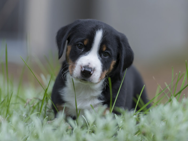 Appenzeller Sennenhund welpen kaufen züchter - Hunde123.de Hunderassen