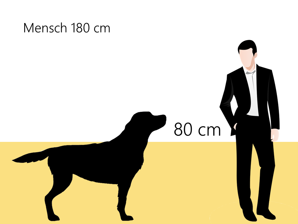 Größe Bernhardiner Größenvergleich Hunderassen - Hunde123.de