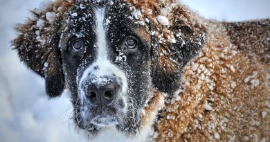 Hunderasse Bernhardiner Information kaufen - Hunde123.de Hunderassen