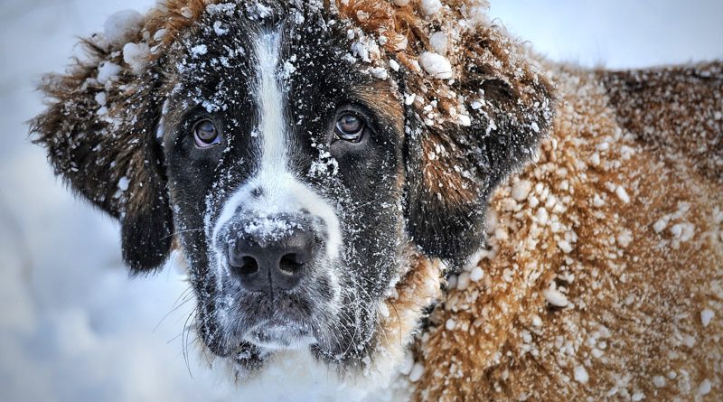 Hunderasse Bernhardiner Information kaufen - Hunde123.de Hunderassen