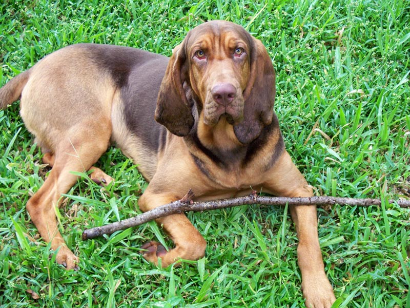 Bloodhound Jagdhund St. Hubertushund - hunde123.de