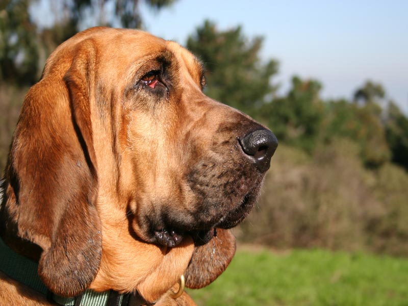 Bloodhound Lebenserwartung Gesundheit - hunde123.de
