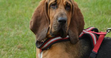 Bloodhound Hunderasse Informationen - hunde123.de