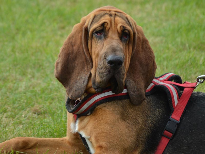 Bloodhound Hunderasse Informationen - hunde123.de