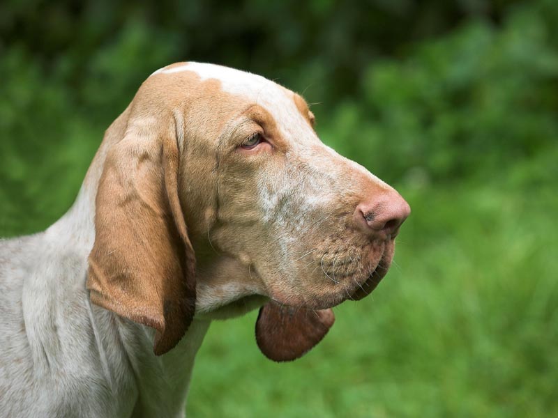 Bloodhound kaufen Zucht - hunde123.de