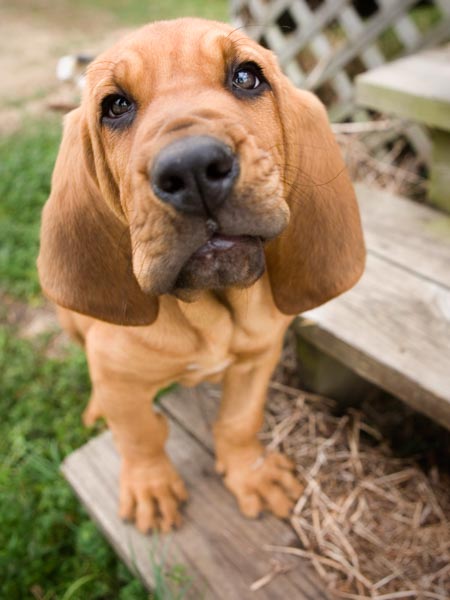 Bloodhound Welpen Züchter - hunde123.de