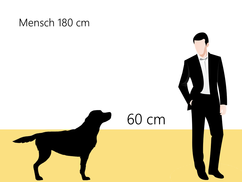 Bobtail Größenvergleich wie groß ist ein bonbtail - Hunde123.de