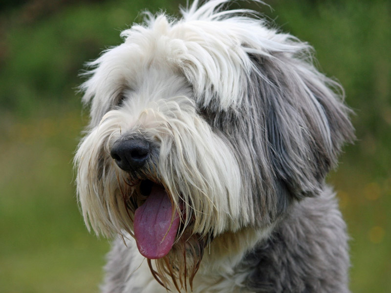 Bobtail fellpflege erziehung - Hunde123.de Hunderassen