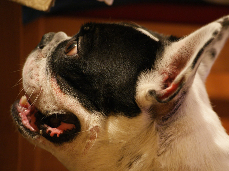 Boston Terrier wesen erziehung bilder - Hunde123.de Hunderassen