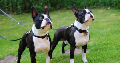 Boston Terrier Hunderasse Info charakter wesen - Hunde123.de