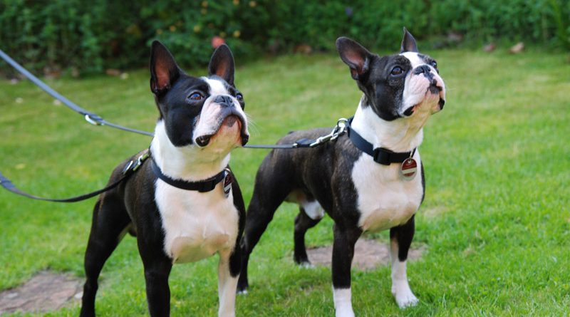 Boston Terrier Hunderasse Info charakter wesen - Hunde123.de