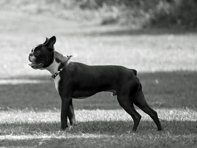 Boston Terrier fellpflege farbe - Hunde123.de Hunderassen