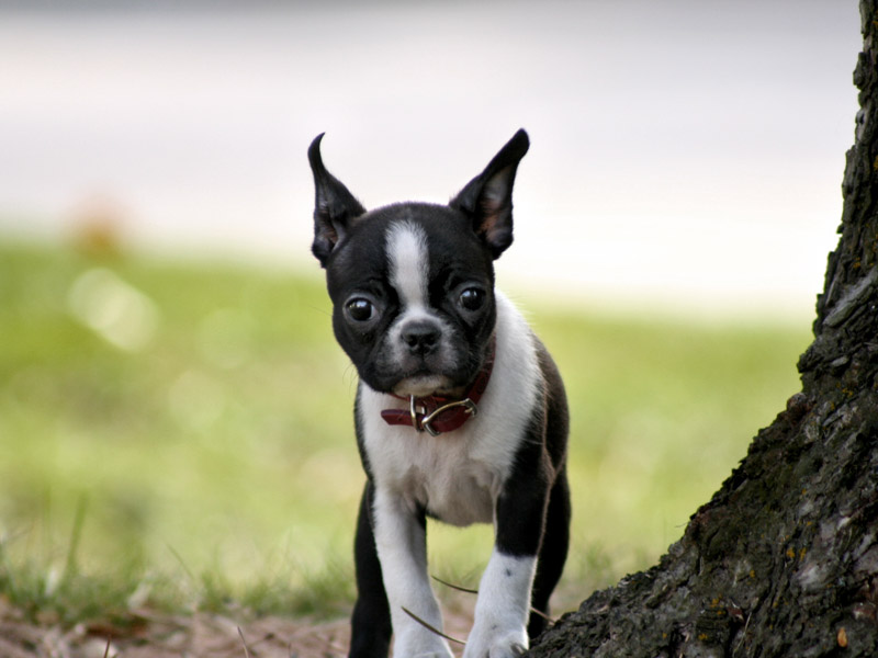 Boston Terrier Zucht welpen - Hunde123.de Hunderassen