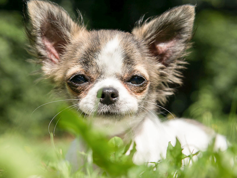 chihuahua chiwawa mini hunde bild - hunde123.de