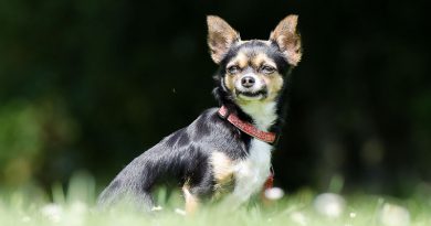 chihuahua forum - info hunde123.de