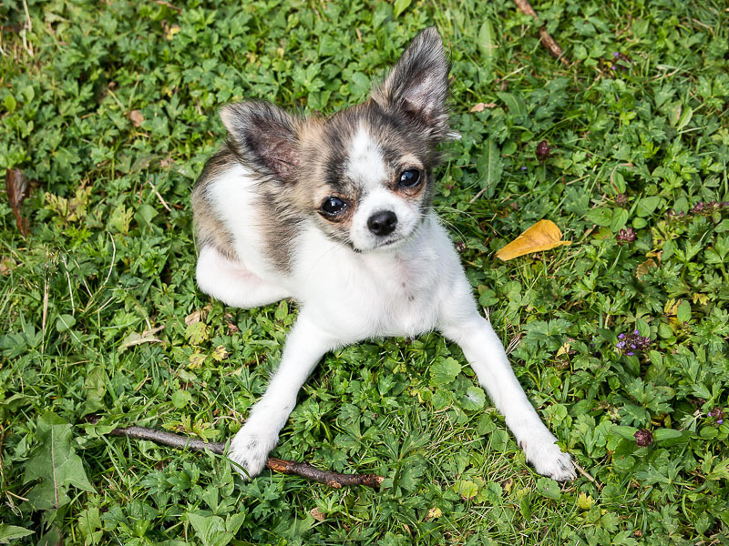 chihuahua mini kaufen - hunderasse mit bild - hunde123.de