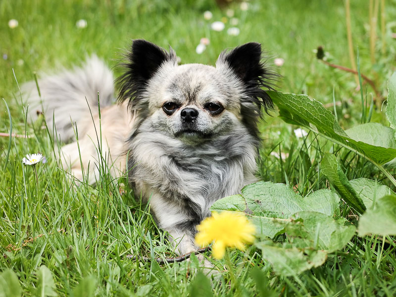 chihuahua langhaar - hunde123.de